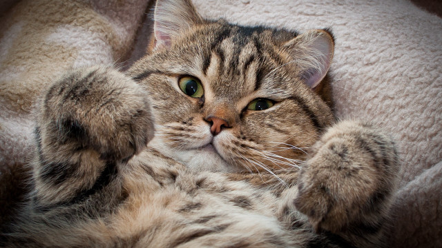 Cat back blanket paws wide free wallpaper - medium preview image