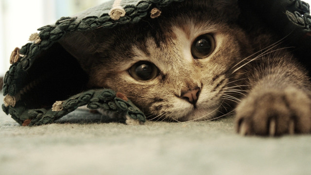 Cat hiding blanket floor paws #2 free wallpaper - medium preview image