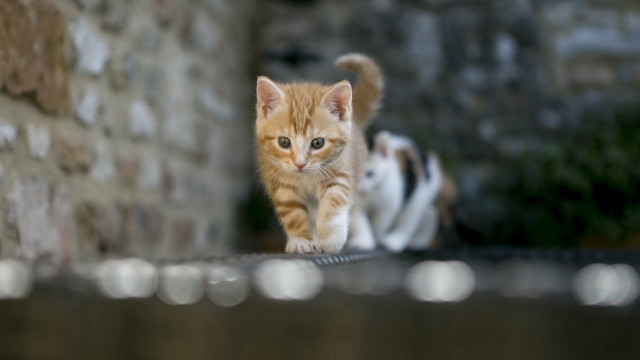 Small kitten ledge brick wall free wallpaper - medium preview image