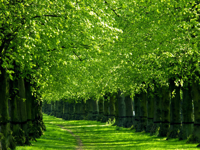 Dirt road forest green nature free wallpaper - medium preview image