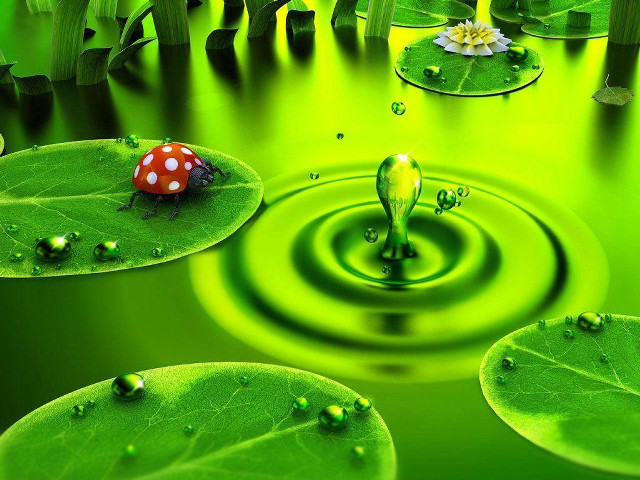 Green pond ladybug leafy lily #3 free wallpaper - medium preview image