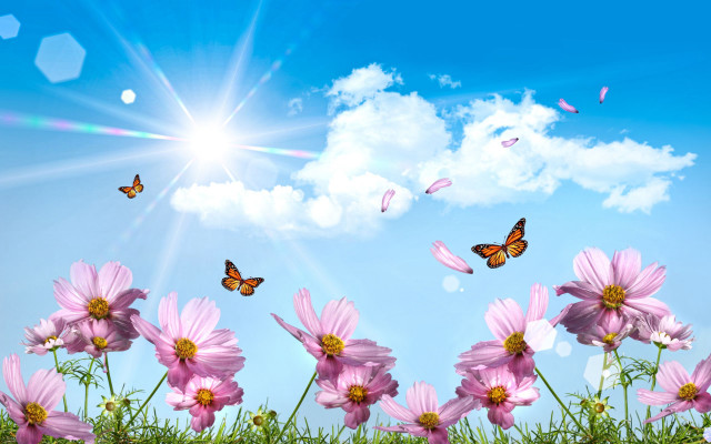 Pink flowers butterfly flying sky free wallpaper - medium preview image