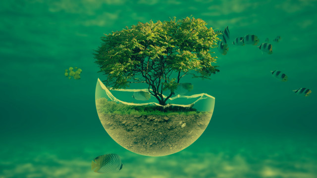 Tree bowl floating water fish #2 free wallpaper - medium preview image