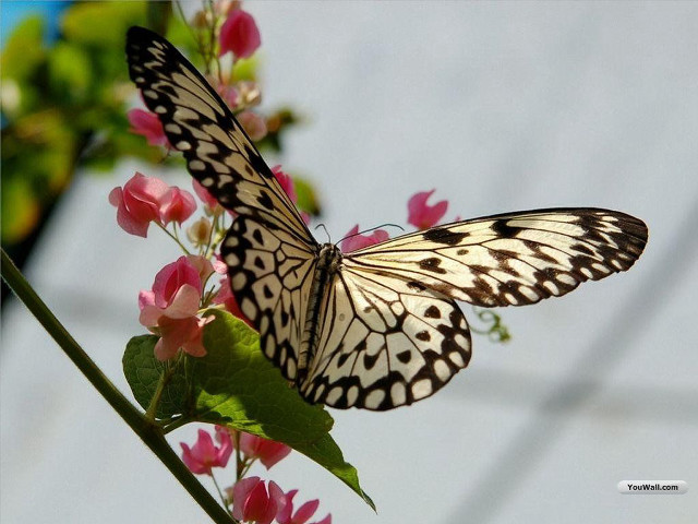 Butterfly flower blue sky macro free wallpaper - medium preview image