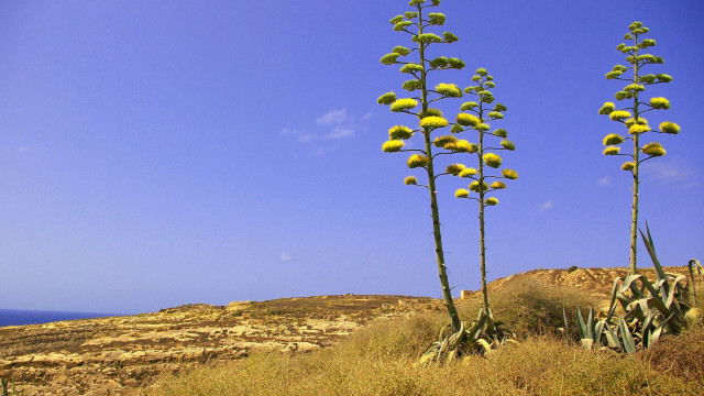 Tall plants hillside ocean blue free wallpaper - medium preview image