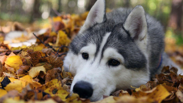 Husky leaves woods furry 3d free wallpaper - medium preview image