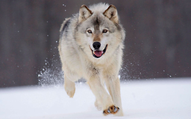 Wolf running through snow wintertime free wallpaper - medium preview image