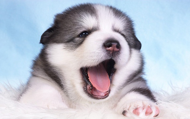 Puppy yawns fluffy blanket mouth free wallpaper - medium preview image