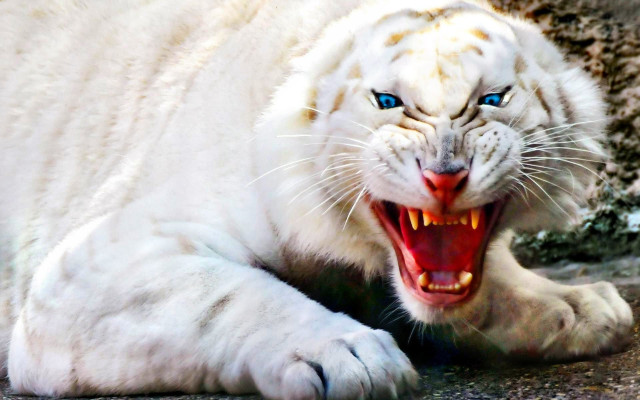 White tiger mouth open teeth free wallpaper - medium preview image