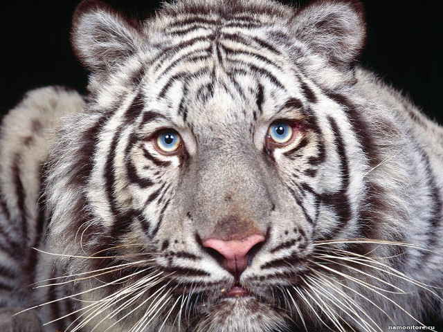 White tiger blue eyes black #3 free wallpaper - medium preview image