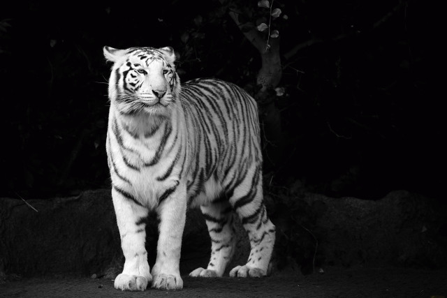 White tiger dark eyes closed free wallpaper - medium preview image