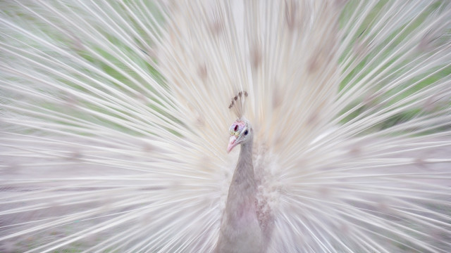 White peacock feathers green background free wallpaper - medium preview image