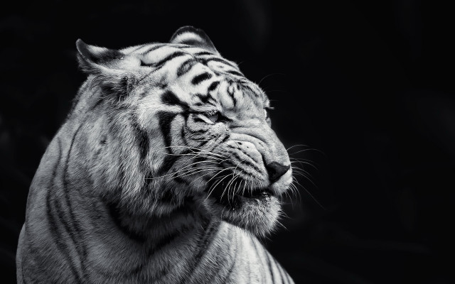 White tiger looking distance black free wallpaper - medium preview image
