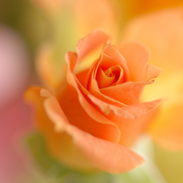 Close up flower blurry background #12 free wallpaper - medium preview image