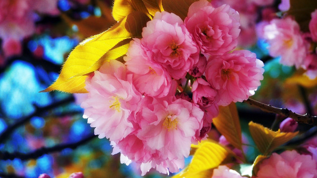 Pink flowers tree branch leaves free wallpaper - medium preview image