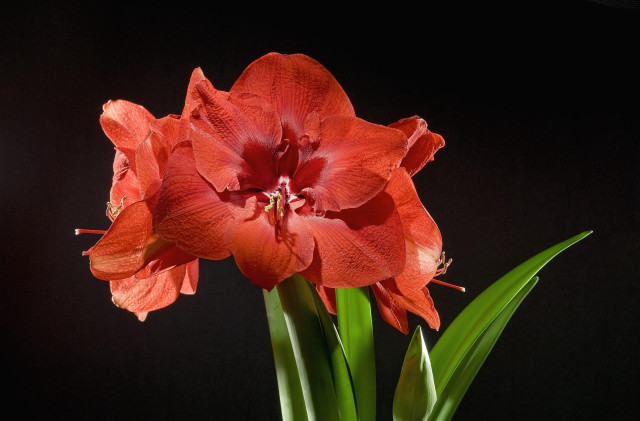 Red flower vase black background free wallpaper - medium preview image