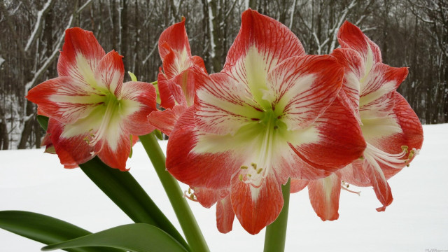 Red white flower snow trees free wallpaper - medium preview image