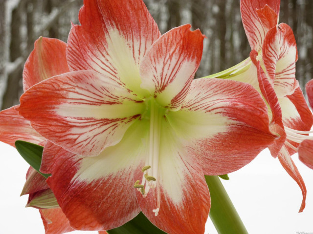 Red white flower green center free wallpaper - medium preview image