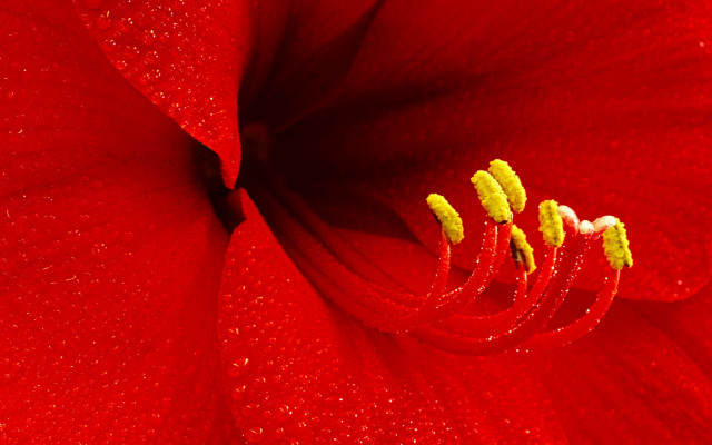 Red flower water droplets yellow #2 free wallpaper - medium preview image