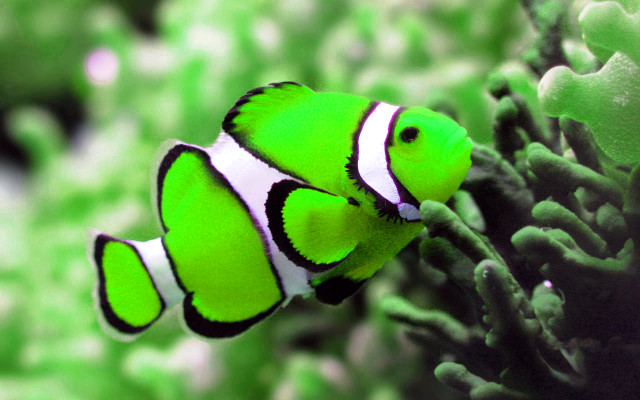 Green white clown fish coral #2 free wallpaper - medium preview image