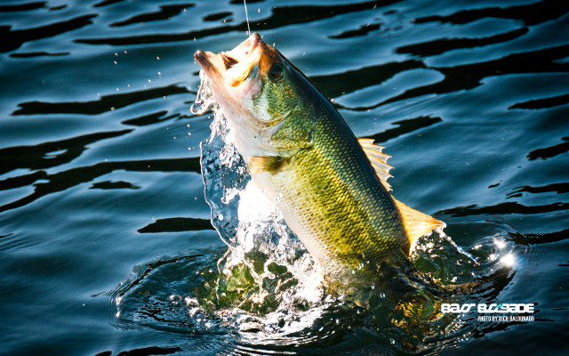 Large fish jumping water eating free wallpaper - medium preview image