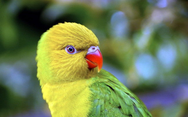 Yellow green bird red beak free wallpaper - medium preview image