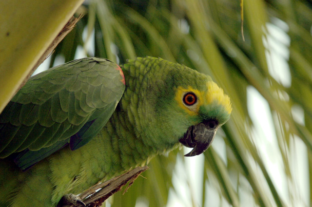 Green parrot palm tree yellow free wallpaper - medium preview image