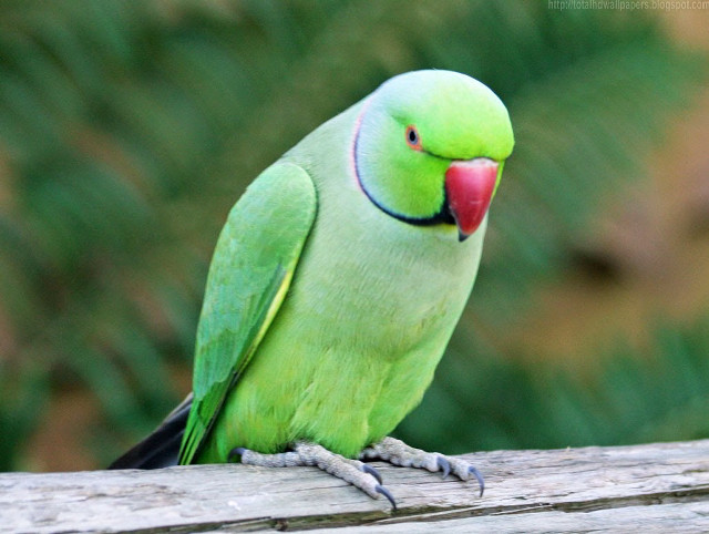 Green bird wooden branch nature free wallpaper - medium preview image