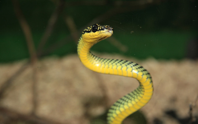 Yellow snake black head bokeh free wallpaper - medium preview image