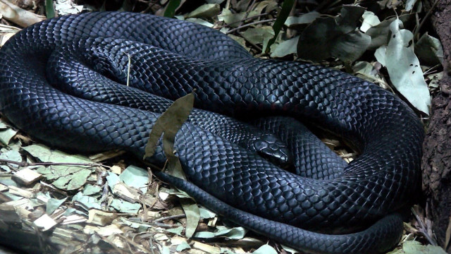 Black snake curled forest leaves free wallpaper - medium preview image