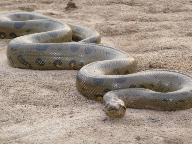 Snake sand pit camera eye free wallpaper - medium preview image