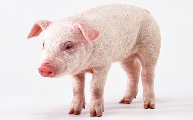 Small pig pink nose realistic free wallpaper - medium preview image