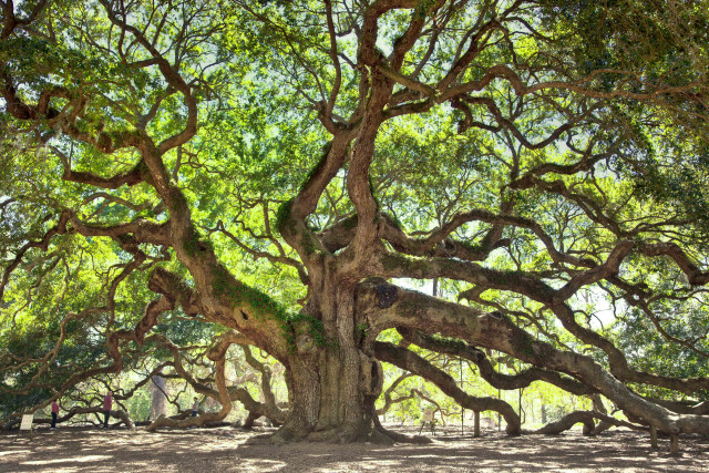 Large tree green leaves branches #3 free wallpaper - medium preview image
