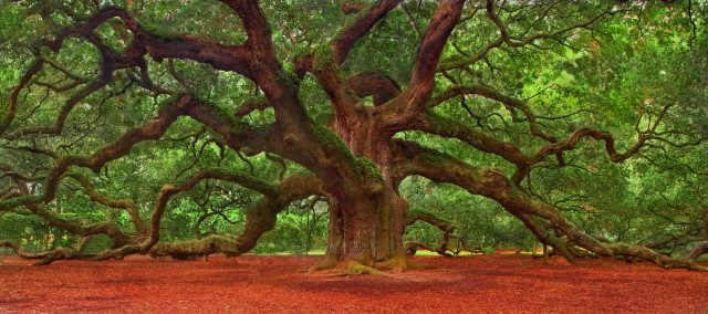 Large tree branches park red free wallpaper - medium preview image