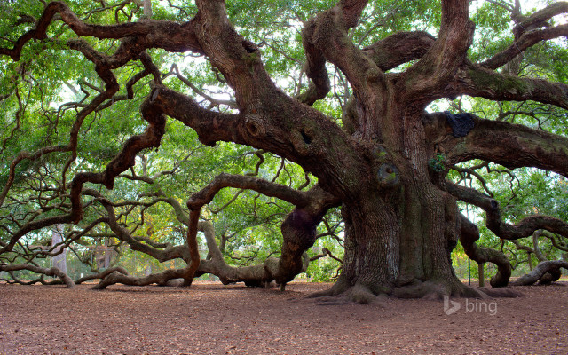 Large tree bird trunk park free wallpaper - medium preview image