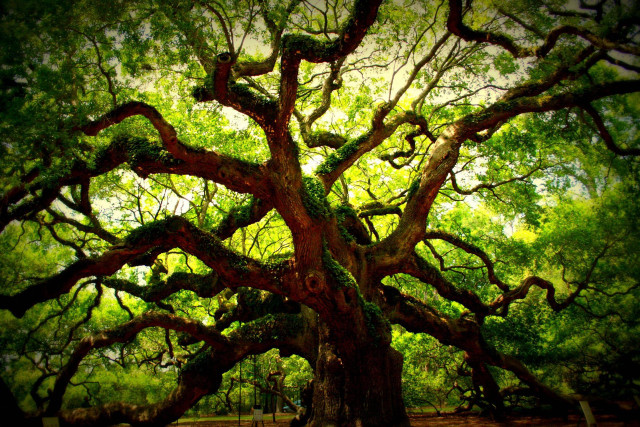 Large tree green leaves branches #4 free wallpaper - medium preview image
