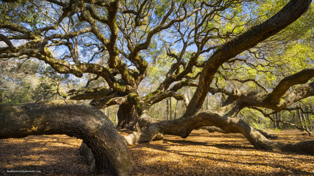 Autumn fallen tree blossoms forest free wallpaper - medium preview image
