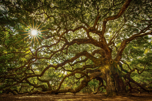 Large tree sunlight forest branches free wallpaper - medium preview image