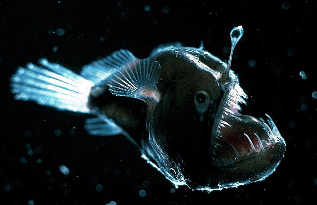 Fish long tail nose swimming free wallpaper - medium preview image