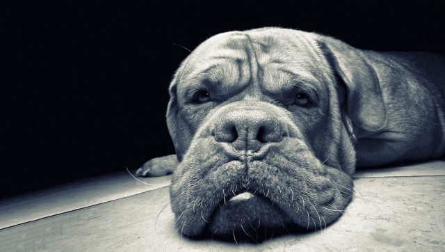 Dog laying floor tongue out free wallpaper - medium preview image