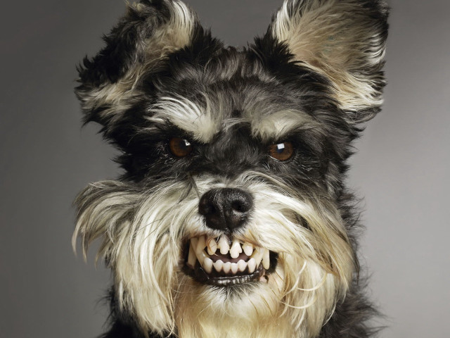 Happy dog big grin collar free wallpaper - medium preview image