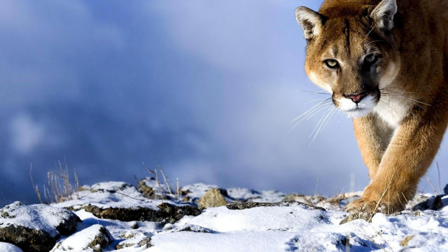 Mountain lion snow field rocks free wallpaper - medium preview image