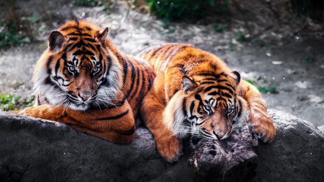Two tigers laying rock zoo free wallpaper - medium preview image