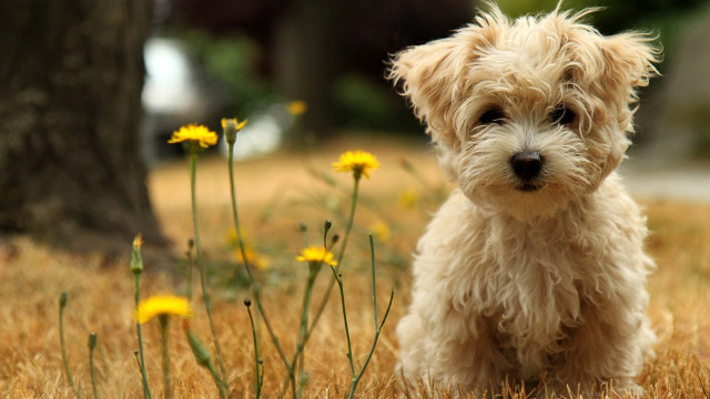 Small dog grass tree flowers free wallpaper - medium preview image