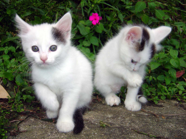 Kittens sitting rock bush flower free wallpaper - medium preview image