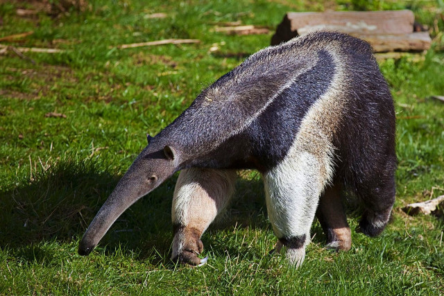 Large animal long neck walking free wallpaper - medium preview image