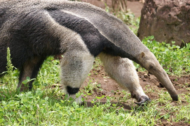 Large animal eating grass field free wallpaper - medium preview image