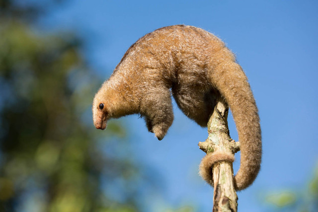 Monkey climbing tree branch head free wallpaper - medium preview image