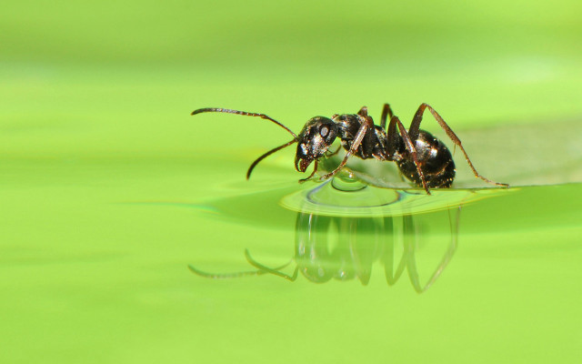 Bug closeup green surface water free wallpaper - medium preview image