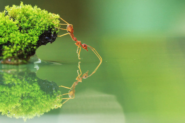 Ants plant water grass couple free wallpaper - medium preview image